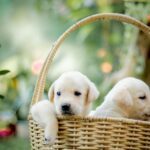 pexels-chathura-anuradha-subasinghe-599124-15005235