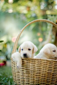 pexels-chathura-anuradha-subasinghe-599124-15005235