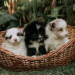 Cachorros en una cesta